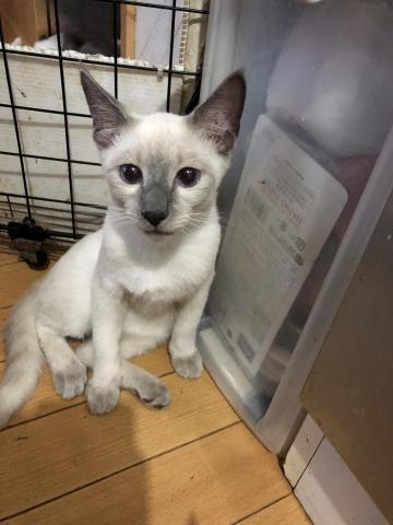 ロシアンブルー