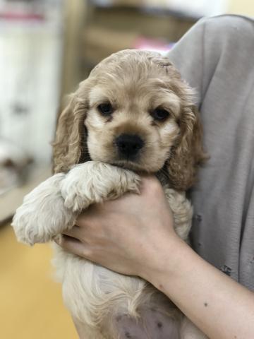 アメリカンコッカースパニエル