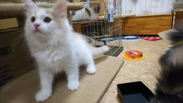 ノルウェージャンフォレストキャット