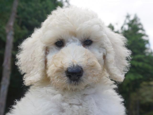 スタンダードプードル