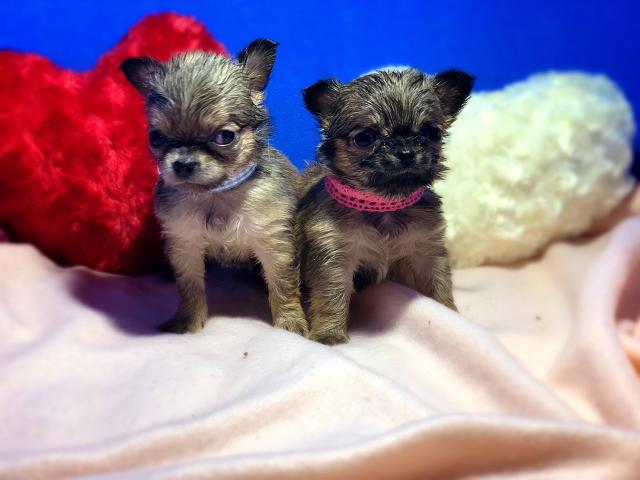 チワワ（ロングコート）