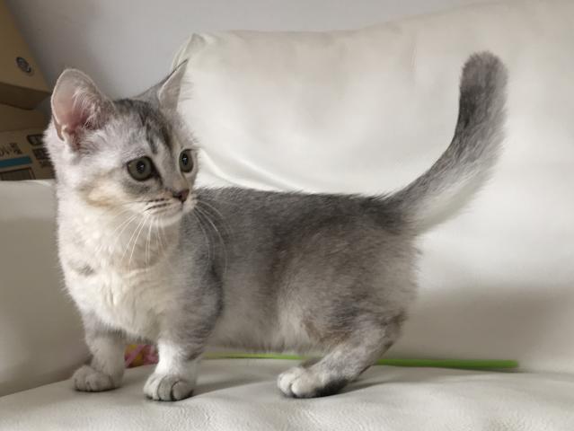 マンチカン【短足】