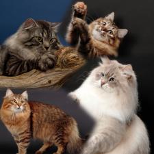 CMATERRACE SIBERIANS