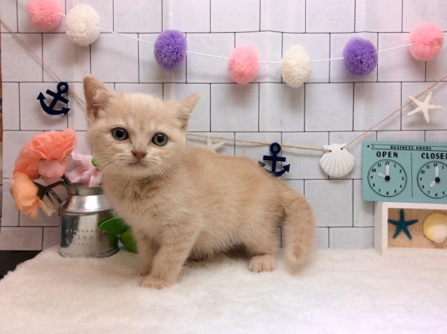 ブリティッシュショートヘア