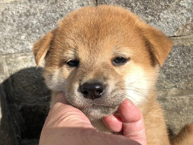 柴犬