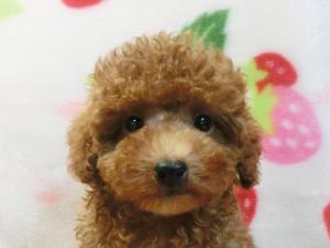 トイプードル