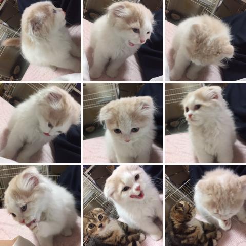 M.Hキャットハウス