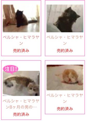 ペルシャ・ヒマラヤン