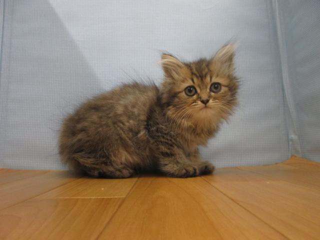 ペルシャ・ヒマラヤン