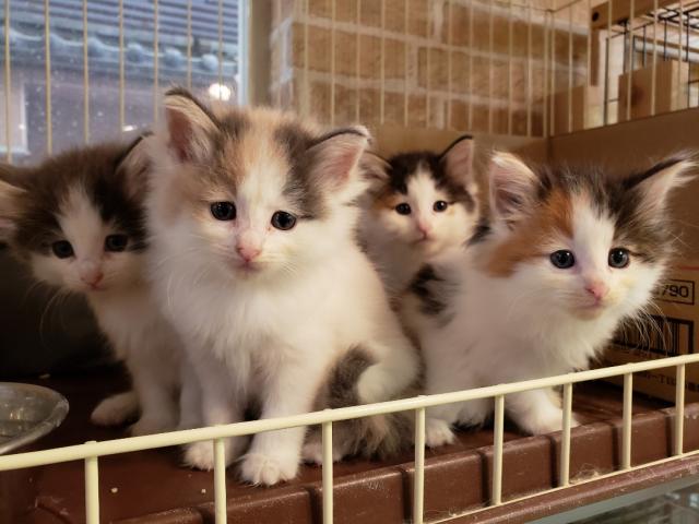 ノルウェージャンフォレストキャット
