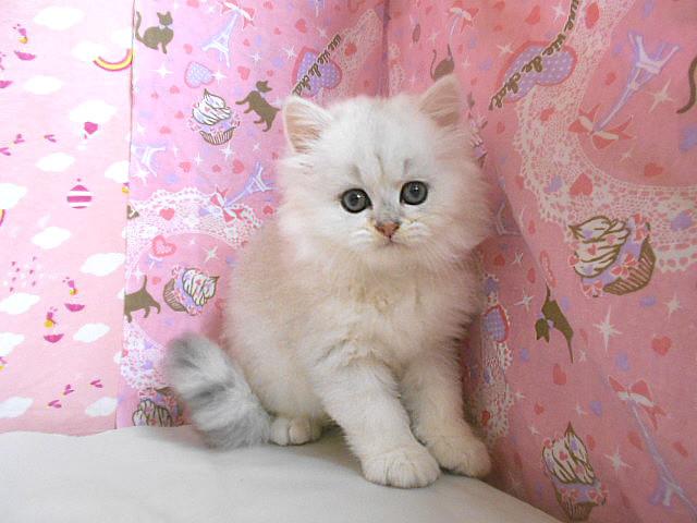 ペルシャ・ヒマラヤン