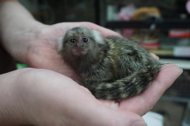 コモンマーモセット　♂[EX-3039]