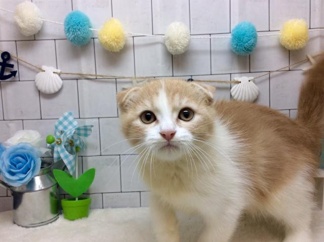 スコティッシュフォールド