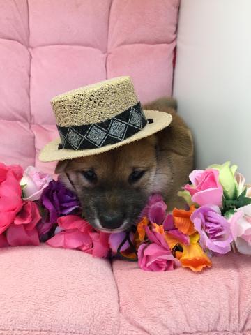 柴犬