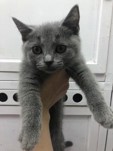 ブリティッシュショートヘア