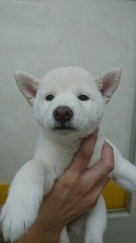 柴犬