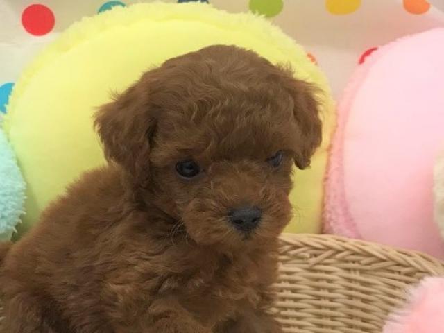 トイプードル