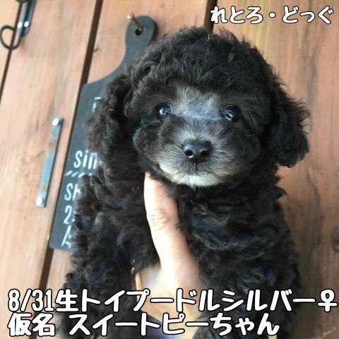 トイプードル