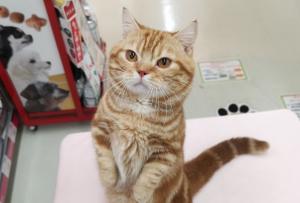 マンチカン ☆まんまる満月顔!!短足マンチくん♪☆