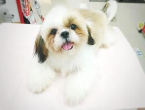 シーズー ☆鼻ぺちゃガール☆