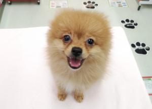 ポメラニアン ☆生後50日で500g!小さめたぬきポメ☆