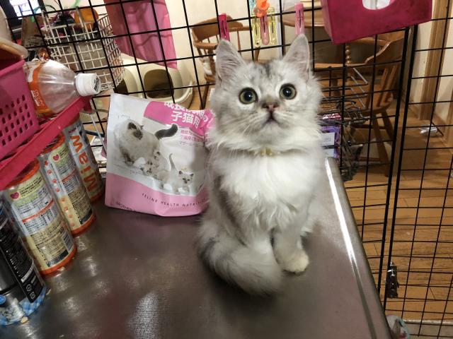 ミヌエット(旧ナポレオン)