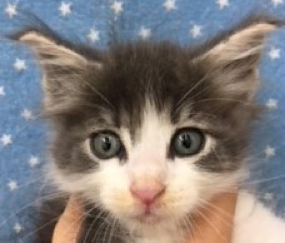 ノルウェージャンフォレストキャット
