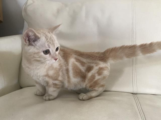 マンチカン短足