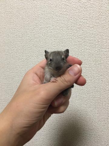 ブルーパイドデグー