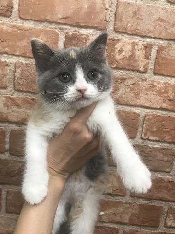 ブリティッシュショートヘア