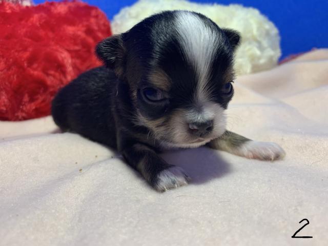 チワワ（ロングコート）