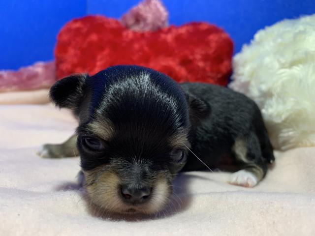 チワワ(ロングコート)