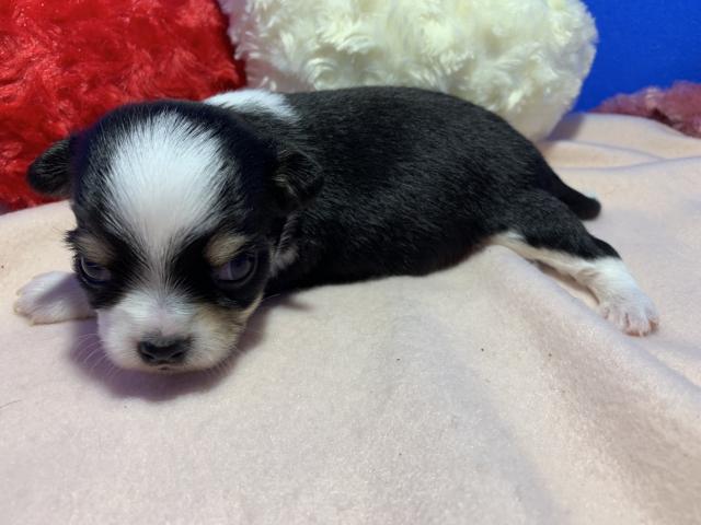 チワワ（ロングコート）