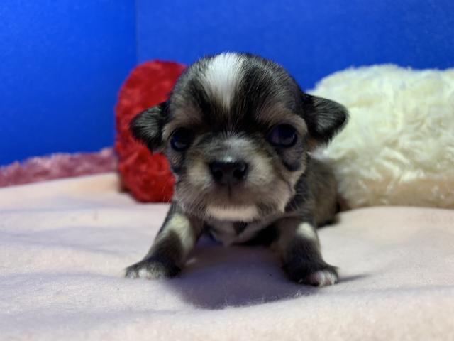 チワワ（ロングコート）