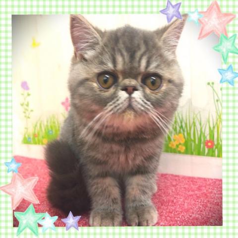 エキゾチックショートヘアー