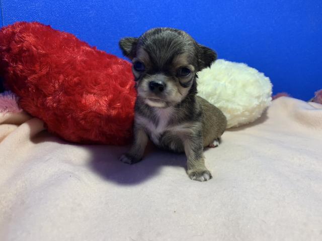 チワワ（ロングコート）