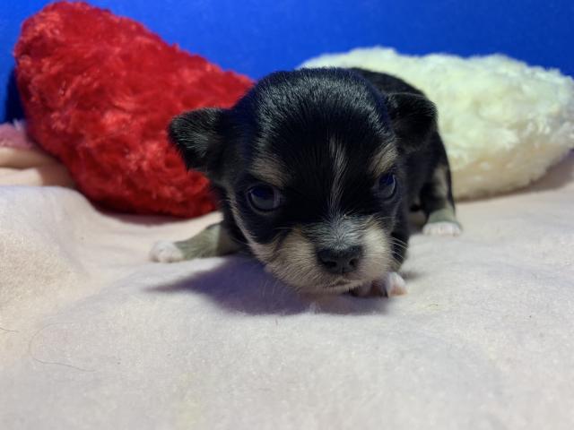 チワワ（ロングコート）