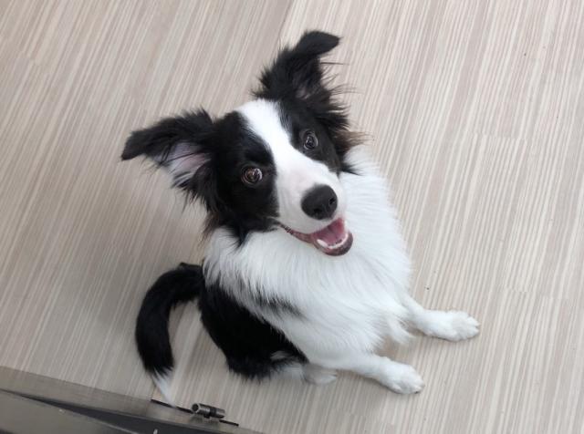 ボーダーコリー