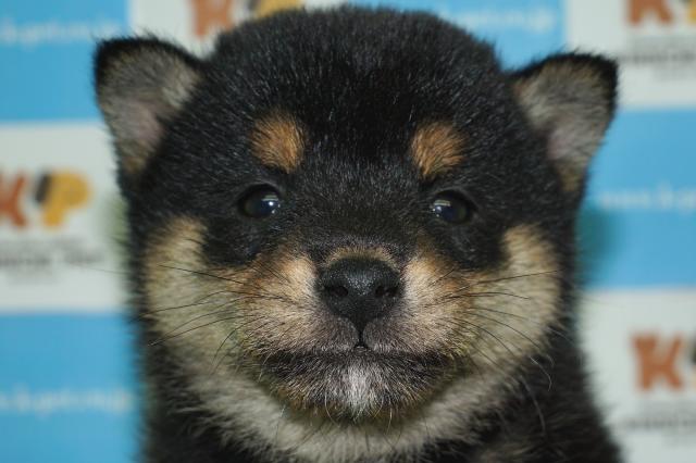 柴犬(18465)
