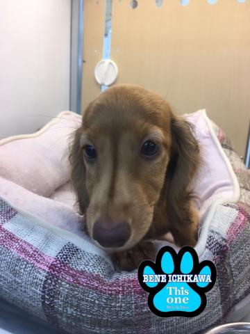 ミニチュアダックスフンド