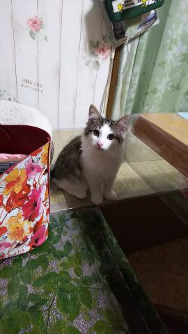 ノルウェージャンフォレストキャット