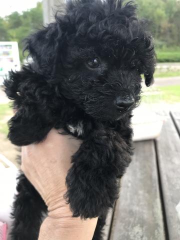 MIXプードル系ミックス