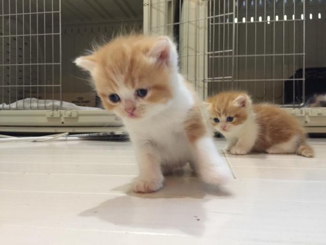 ミヌエット（旧ナポレオン）