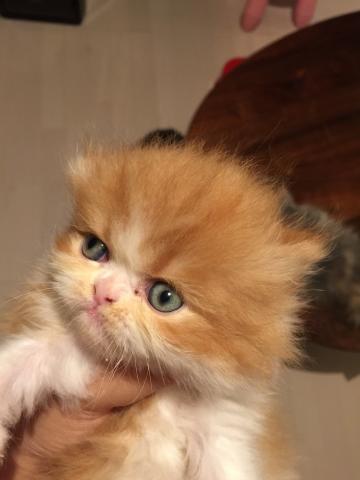 エキゾチックロングヘアー