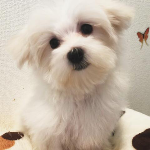マルチーズ