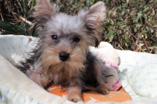 ヨークシャーテリア