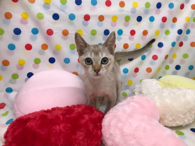 シンガプーラ