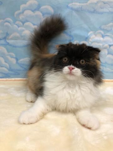 スコティッシュフォールド
