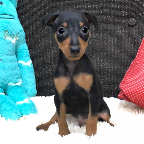 ミニチュアピンシャー