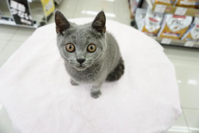 ブリティッシュショートヘア